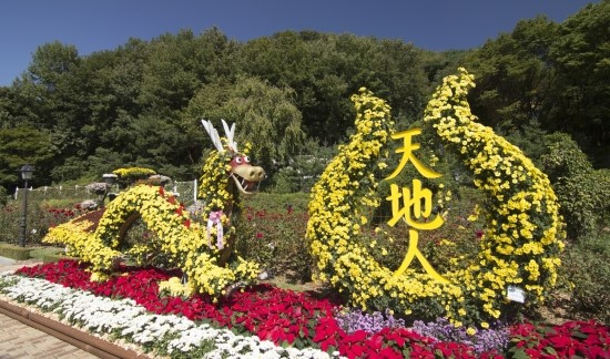 愛寶樂園舉辦菊花大賽 粉紅色紫色菊花引注目（組圖）