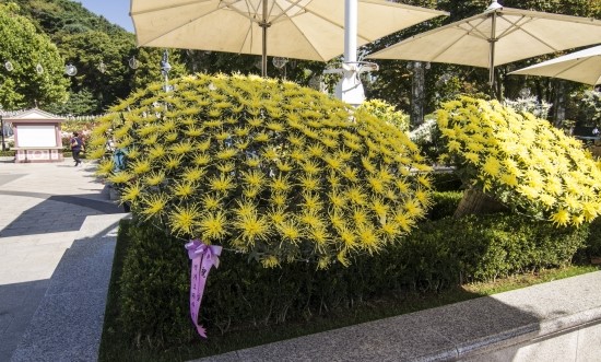 愛寶樂園舉辦菊花大賽 粉紅色紫色菊花引注目（組圖）