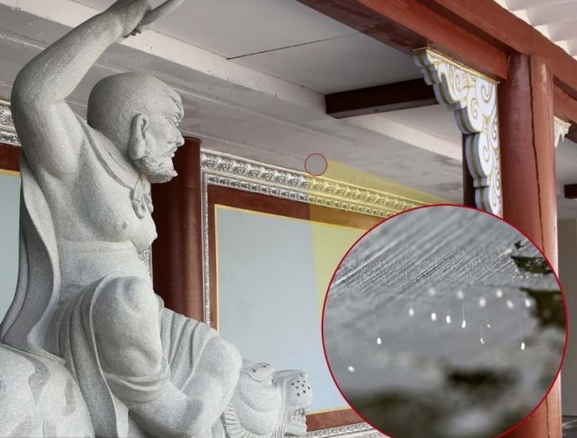 韓國(guó)一大學(xué)驚現(xiàn)“神花” 相傳3000年一見(jiàn)(圖)