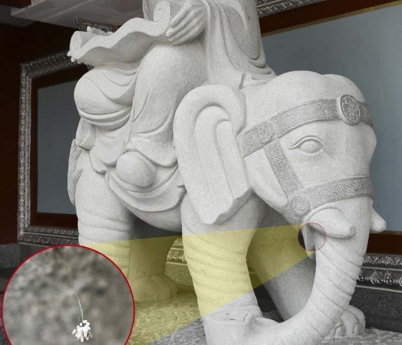 韓國(guó)一大學(xué)驚現(xiàn)“神花” 相傳3000年一見(圖)