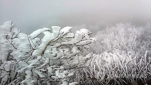 韓國雪岳山現(xiàn)“樹掛”奇景【組圖】