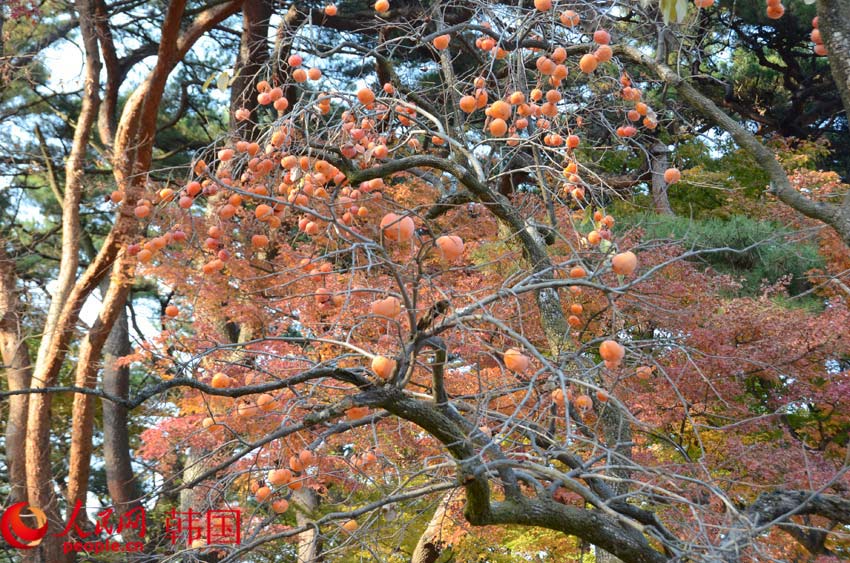 【組圖】韓國(guó)千年古都——慶州的迷人秋色