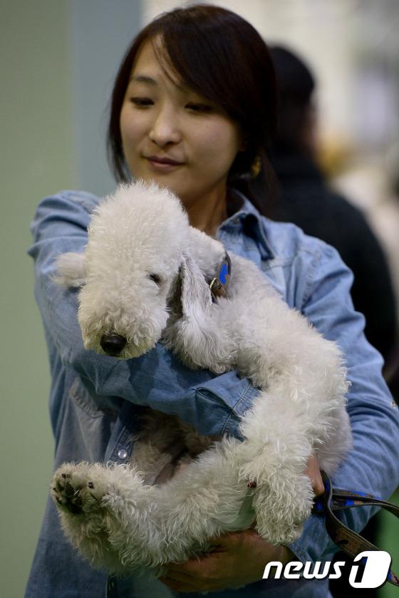 2014國際愛犬大賽首爾舉行 狗狗們爭相媲美（組圖）