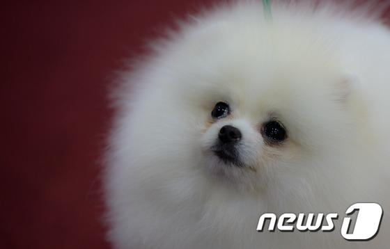 2014國際愛犬大賽首爾舉行 狗狗們爭相媲美（組圖）