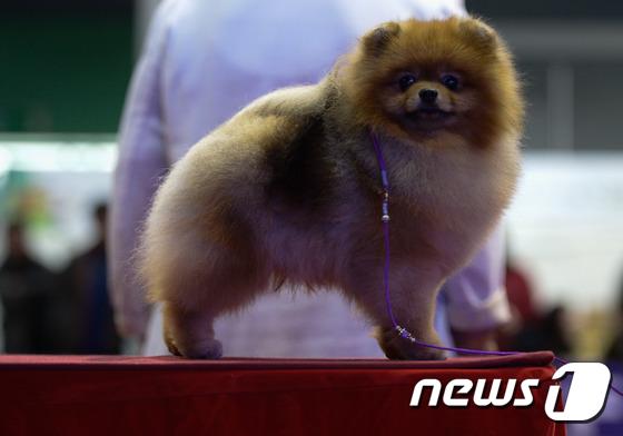 2014國(guó)際愛(ài)犬大賽首爾舉行 狗狗們爭(zhēng)相媲美（組圖）