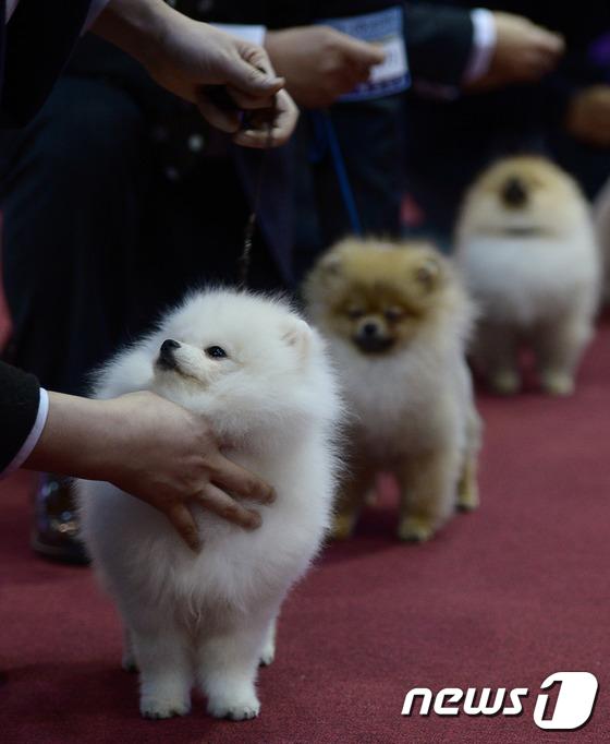 2014國(guó)際愛(ài)犬大賽首爾舉行 狗狗們爭(zhēng)相媲美（組圖）