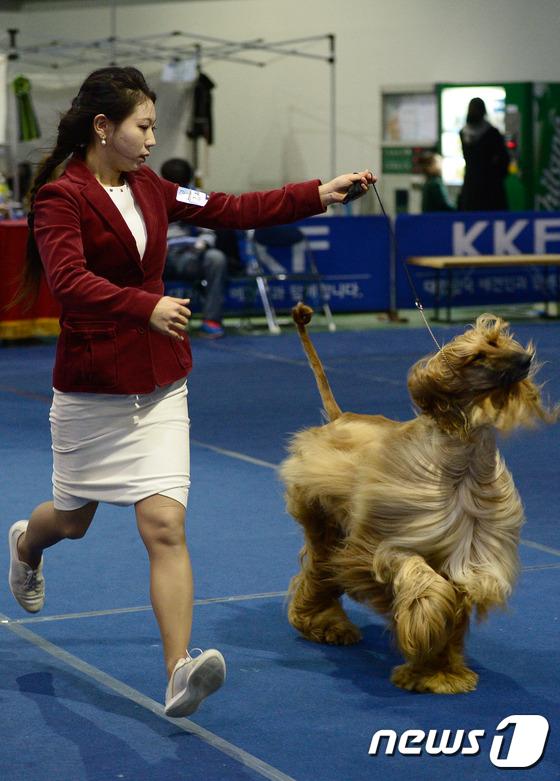 2014國(guó)際愛(ài)犬大賽首爾舉行 狗狗們爭(zhēng)相媲美（組圖）