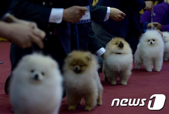 2014國(guó)際愛犬大賽首爾舉行 狗狗們爭(zhēng)相媲美（組圖）