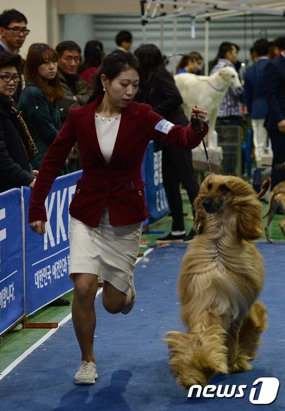 2014國(guó)際愛(ài)犬大賽首爾舉行 狗狗們爭(zhēng)相媲美（組圖）
