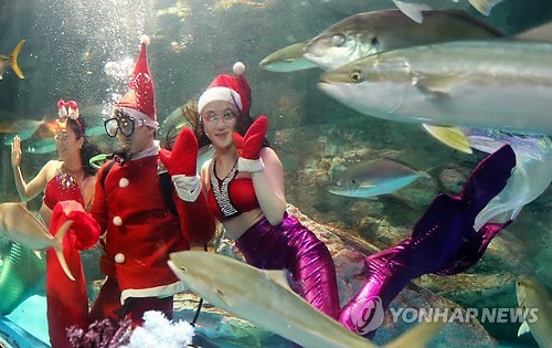 韓國(guó)63海洋世界迎圣誕 人魚(yú)公主與圣誕老人水中“共舞”（組圖）