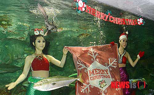 韓國63海洋世界迎圣誕 人魚公主與圣誕老人水中“共舞”（組圖）