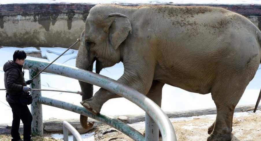 韓國動物園用“鼓勵法”給大象剪指甲(網(wǎng)頁截圖)