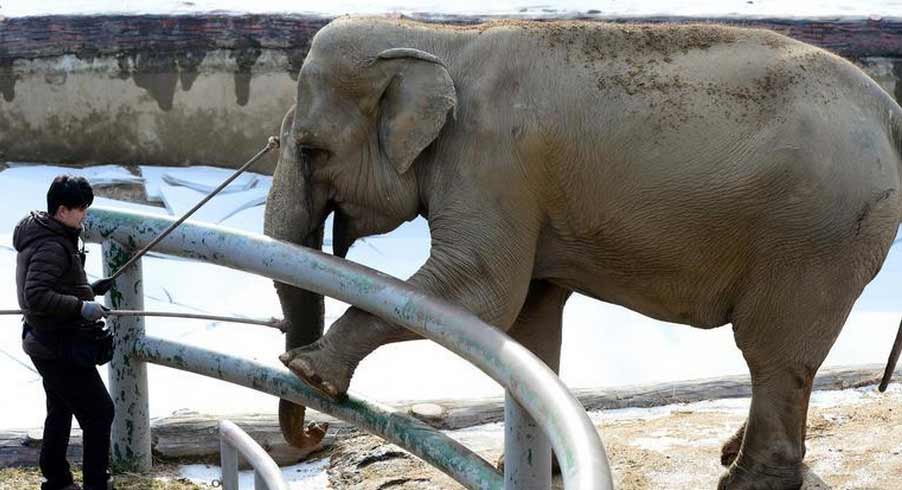韓國動(dòng)物園用“鼓勵(lì)法”給大象剪指甲(高清組圖)