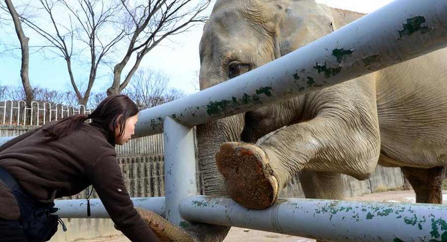 韓國動物園用“鼓勵法”給大象剪指甲(高清組圖)