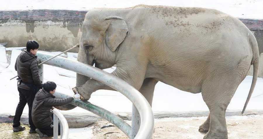 韓國動物園用“鼓勵法”給大象剪指甲(高清組圖)