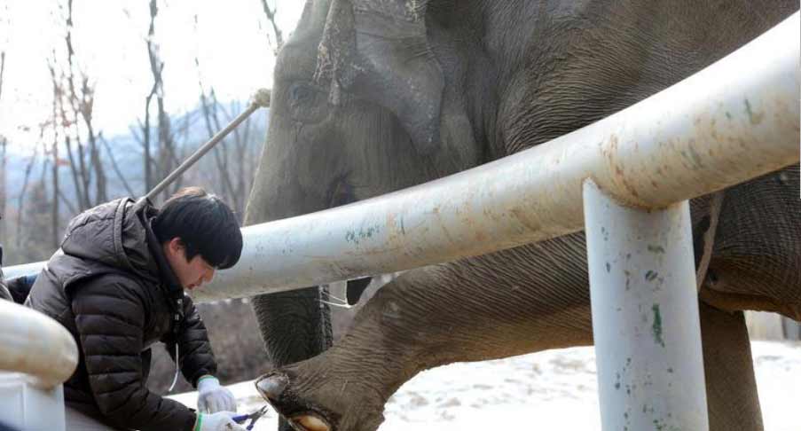 韓國動物園用“鼓勵法”給大象剪指甲(高清組圖)