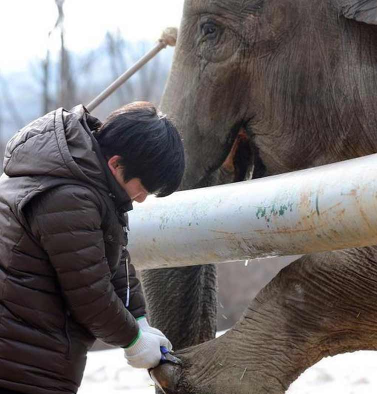 韓國動(dòng)物園用“鼓勵(lì)法”給大象剪指甲(高清組圖)