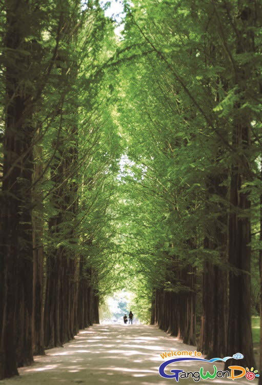 南怡島的水杉林蔭大道（照片提供： 江原道廳，江原道觀光照片征集作品展）