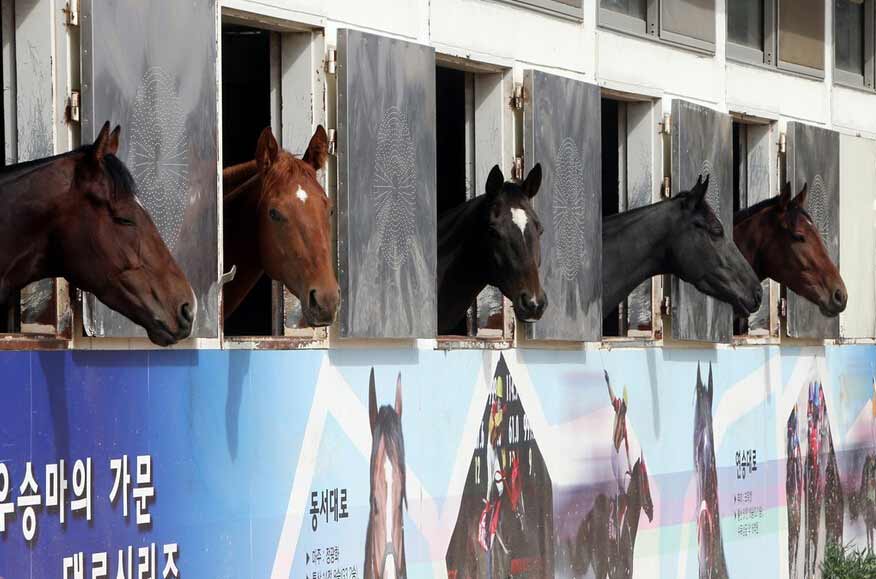 韓國1千匹賽馬用游泳做體能訓練 (高清組圖)