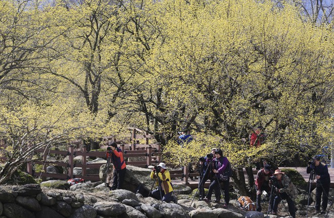 韓國智異山：茱萸花開春滿山【高清組圖】