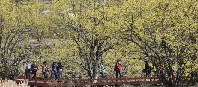 韓國智異山：茱萸花開春滿山【高清組圖】