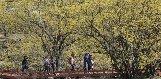 韓國智異山：茱萸花開春滿山【高清組圖】