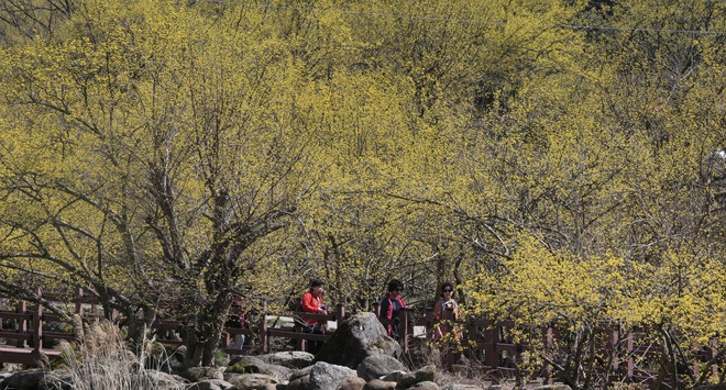 韓國(guó)智異山：茱萸花開(kāi)春滿山【高清組圖】