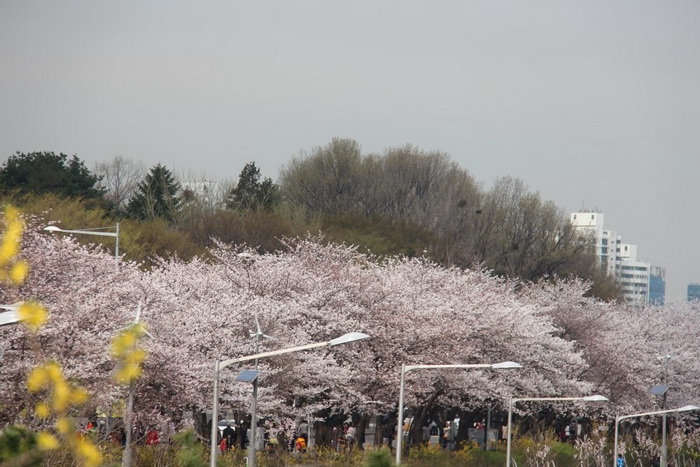首爾汝矣島櫻花節(jié)今日開幕【組圖】