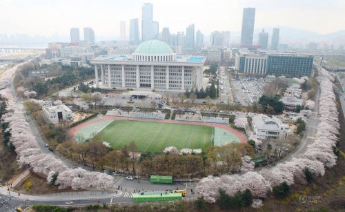 首爾汝矣島櫻花節(jié)今日開幕【組圖】