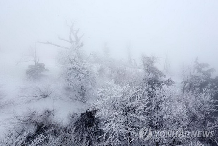 四月飄雪 韓國(guó)江原道春寒料峭(高清組圖)