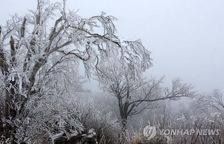 四月飄雪 韓國(guó)江原道春寒料峭(高清組圖)