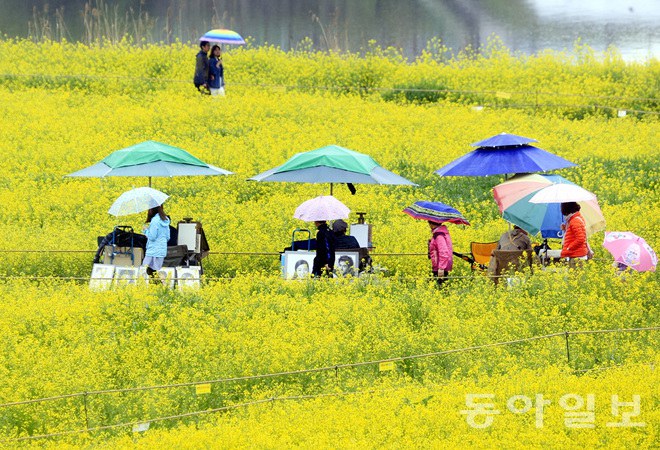 韓國(guó)：榮山江邊降春雨 游人雨中賞花怡然自得【組圖】