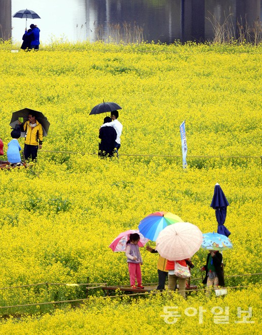 韓國：榮山江邊降春雨 游人雨中賞花怡然自得【組圖】