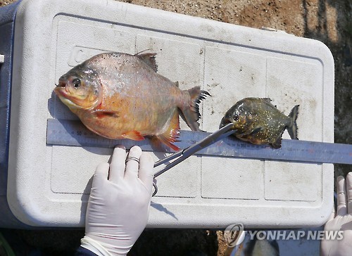 韓國(guó)江原道某水庫(kù)驚現(xiàn)亞馬遜食人魚 【組圖】
