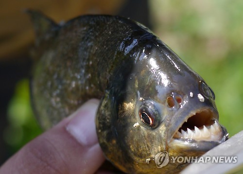 江原道某水庫出現(xiàn)食人魚。（圖片來源：韓聯(lián)社）