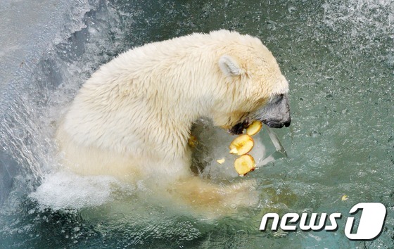 大田動物園的北極熊抱冰塊消暑。（圖片來源：NEWS1）