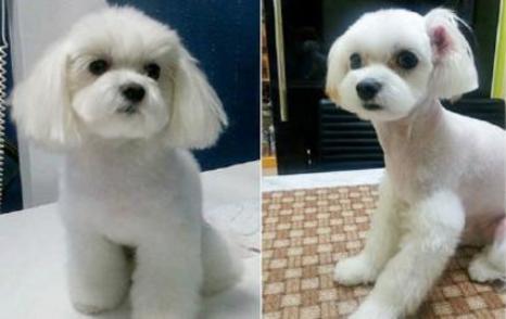 一只寵物狗整容前（左）和整容后（右）。（圖片來源：Koreaboo.com）