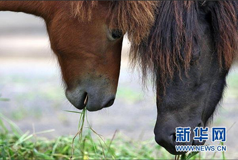 七夕節(jié) 動物也來“秀恩愛”【組圖】