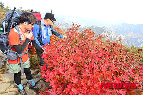 秋分時(shí)節(jié)秋意濃 楓葉染得雪岳紅【組圖】