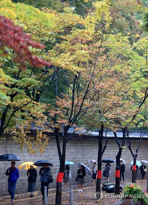 韓國首爾地區(qū)迎來秋雨 楓葉美景秋意更濃【組圖】