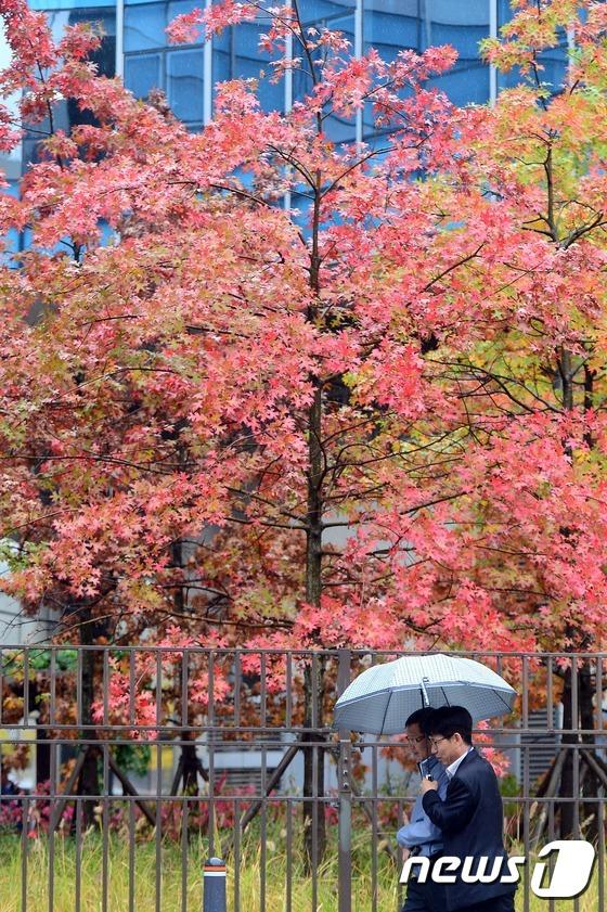 韓國首爾地區(qū)迎來秋雨 楓葉美景秋意更濃【組圖】