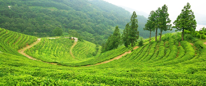 綠茶控不可錯(cuò)過的旅行地——韓國(guó)全羅南道寶城【組圖】