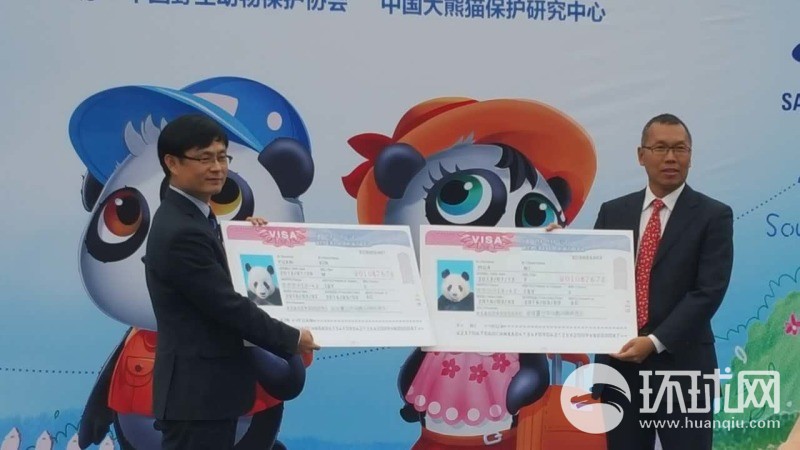 韓國(guó)駐成都總領(lǐng)事館韓相國(guó)副總領(lǐng)事向兩只熊貓頒發(fā)了特殊的“簽證”。