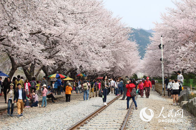 3月櫻花來襲 帶你去看韓國最美櫻花【組圖】