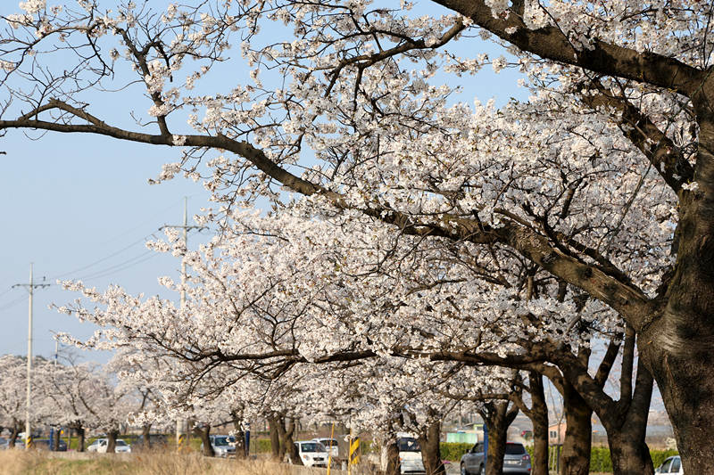 3月櫻花來(lái)襲 帶你去看韓國(guó)最美櫻花【組圖】