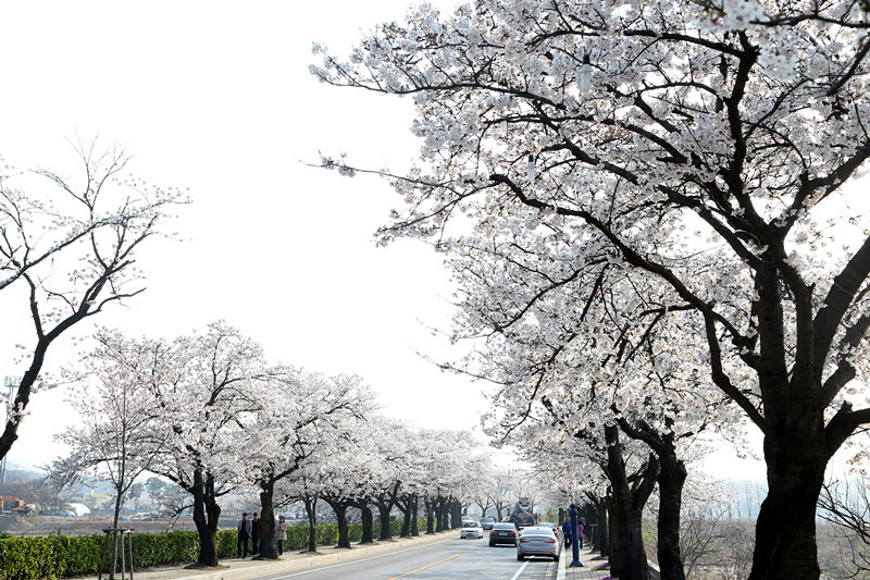 3月櫻花來襲 帶你去看韓國最美櫻花【組圖】