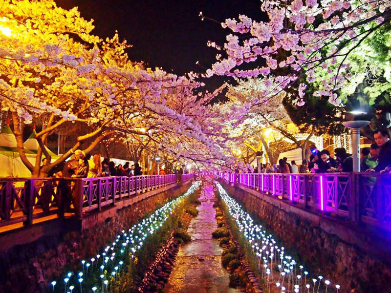 韓國最知名的賞櫻地夜景（網(wǎng)頁截圖）