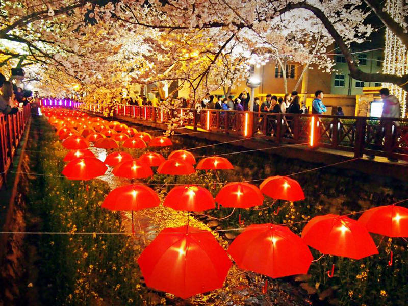 網(wǎng)民曬照為證！韓國(guó)賞櫻季不輸日本【組圖】