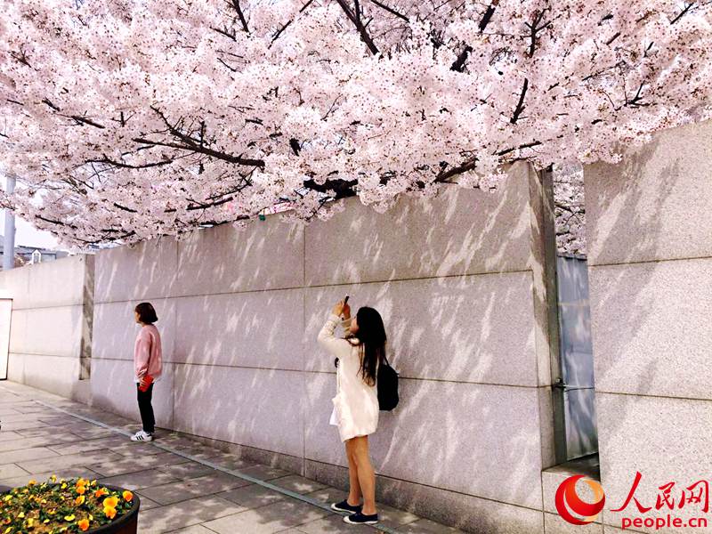 剛邁入梨花女大的校門就可以看見墻邊綻放的櫻花，學(xué)生們紛紛停下腳步，拍照留念。李佳芮 攝