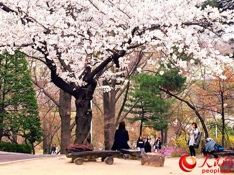四月到韓國梨花女大來看花